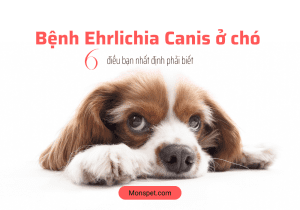 Bệnh Ehrlichia Canis ở chó – 6 điều bạn nhất định phải biết