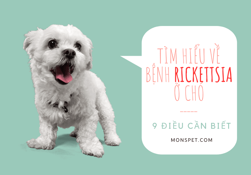 Tìm hiểu về bệnh Rickettsia ở chó - 9 điều cần biết