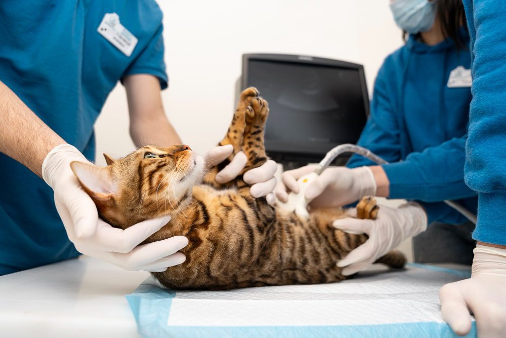 Siêu âm để phân loại khối u ở mèo