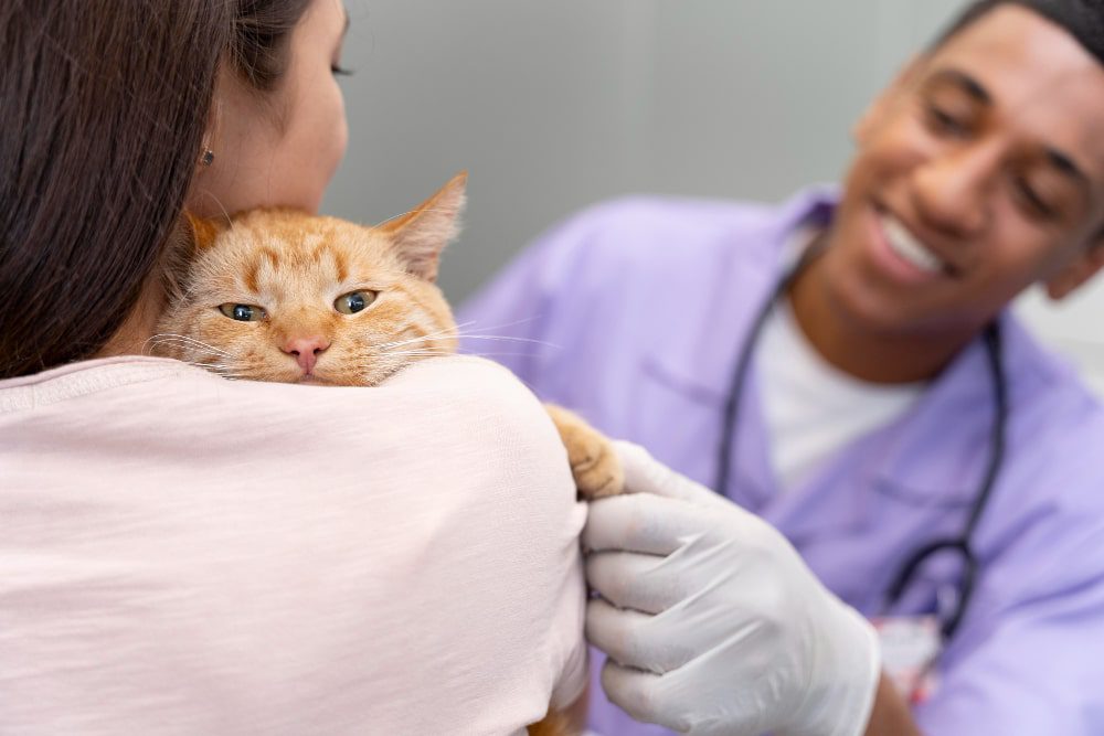 Thảo luận với bác sĩ thú y về cách chữa bệnh FPV ở mèo
