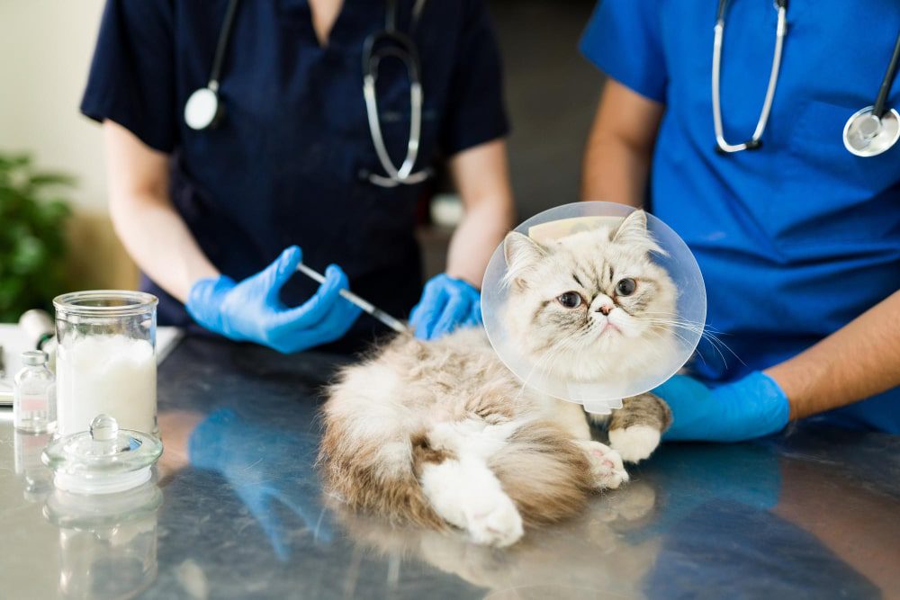 Tiêm vắc xin để phòng ngừa bệnh giảm bạch cầu ở mèo