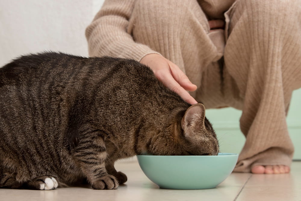 Béo phì khiến mèo dễ bị tiểu đường hơn