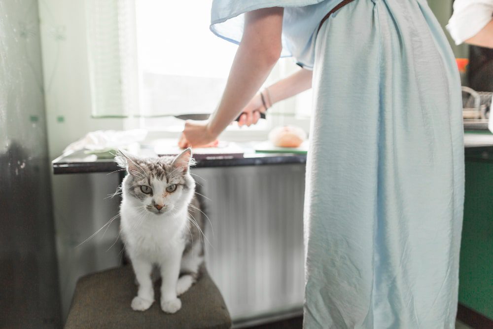 Hỗ trợ dinh dưỡng điều trị viêm tụy ở mèo