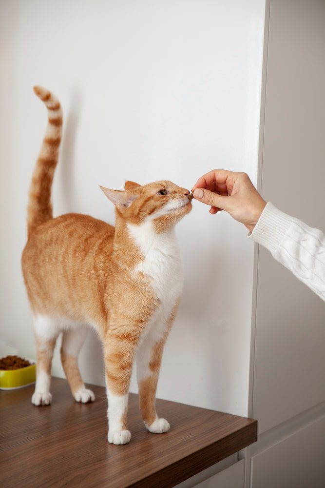 Uống thuốc điều trị bệnh cường giáp ở mèo